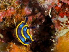 Felimare fontandraui