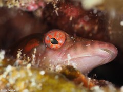 Lepadogaster candolii