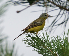 Motacilla flava beema