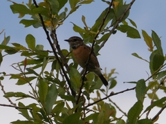 Saxicola rubicola