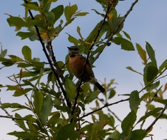 Saxicola rubicola
