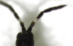 Desmidothrips walkerae