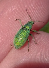 Phyllobius thalassinus