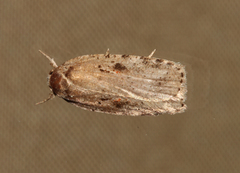 Agonopterix ocellana