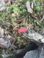 Dictyoptera