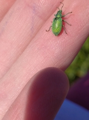 Phyllobius thalassinus