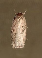 Agonopterix ocellana