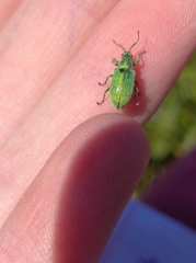 Phyllobius thalassinus