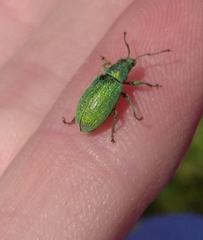 Phyllobius thalassinus