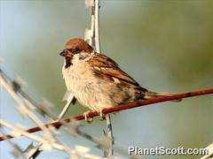 Passer montanus