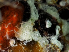 Lissoclinum perforatum