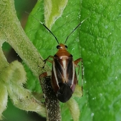 Horciasinus signoreti