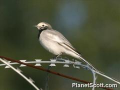 Motacilla alba