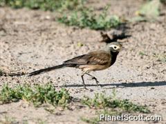 Motacilla alba