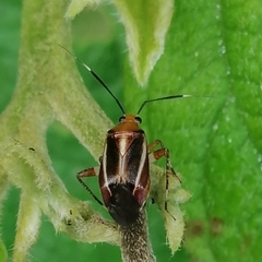 Horciasinus signoreti