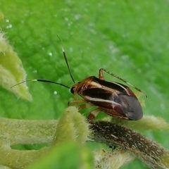 Horciasinus signoreti