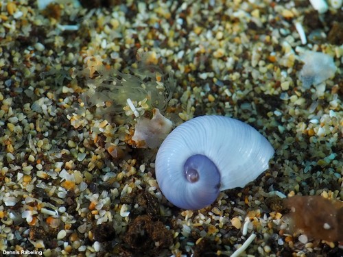 photo of Violet Sea Snail (Janthina janthina)