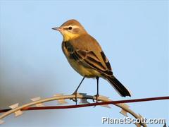 Motacilla flava