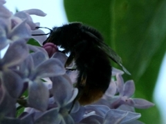 Bombus lapidarius