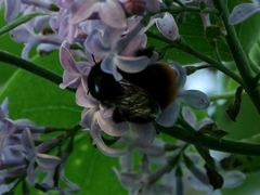 Bombus lapidarius