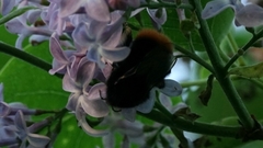 Bombus lapidarius