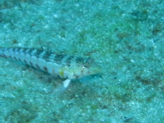 Parapercis punctulata