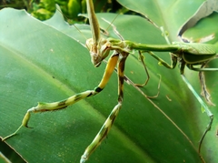 Zoolea lobipes