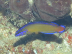 Pseudochromis dutoiti