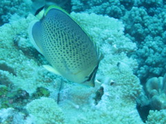 Chaetodon guttatissimus