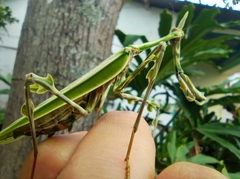 Zoolea lobipes