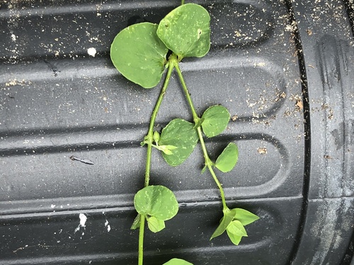 Drymaria cordata image