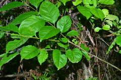 Ilex kusanoi