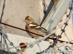 Fringilla coelebs
