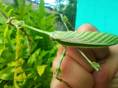 Zoolea lobipes