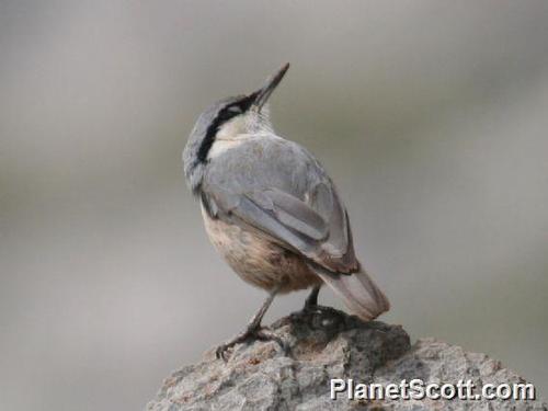 Western Rock Nuthatch, photo 4 of 9