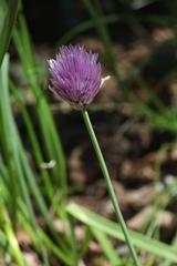Allium barsczewskii