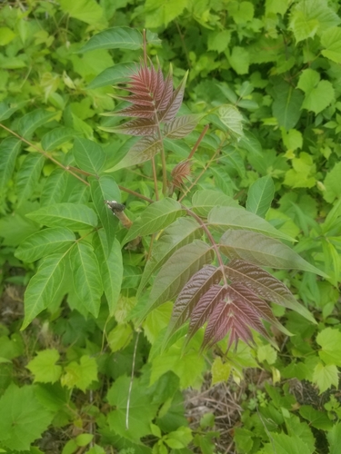 photo of Tree-of-heaven (Ailanthus altissima)