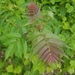 photo of Tree-of-heaven (Ailanthus altissima)