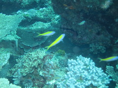 Caesio xanthonota
