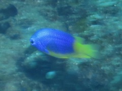 Pomacentrus caeruleus