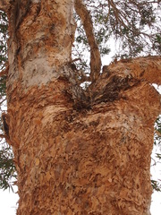 Melaleuca cajuputi cumingiana