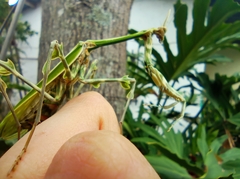 Zoolea lobipes