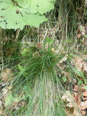 Poa stiriaca