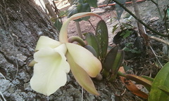 Rhyncholaelia glauca