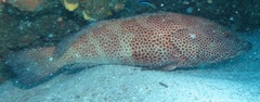 Epinephelus posteli