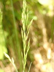 Poa stiriaca