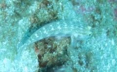 Gnatholepis cauerensis