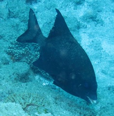 Oplegnathus robinsoni