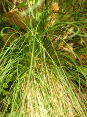 Poa stiriaca