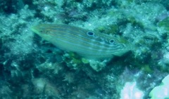 Halichoeres cosmetus